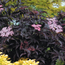 Sambucus nigra "Black Beaty"