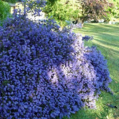Ceanothus "Blue Sapphire" Ceanothus "Blue Sapphire"