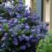 Ceanothus "Viktorija"