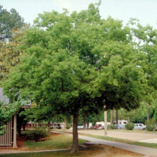 Celtis occidentalis