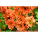 Chaenomeles x superba  "Orange Trail"