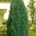 Chamaecyparis lawsoniana ellwoodii