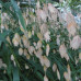 Chasmanthium latifolium Chasmanthium latifolium