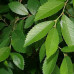  Ulmus parvifolia 