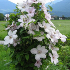 Clematis "John Paul"