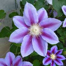 Clematis "Barbara Jackman" Clematis "Barbara Jackman"