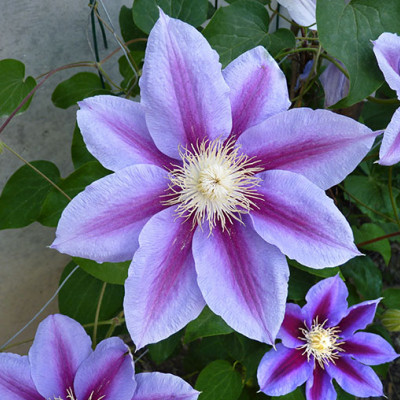 Clematis "Barbara Jackman"