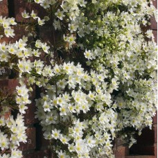 Clematis 'Early Sensation'