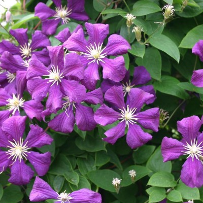 Cleamatis "Etoile de Violete"