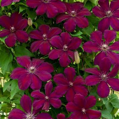 Clematis " Rouge Cardinal "