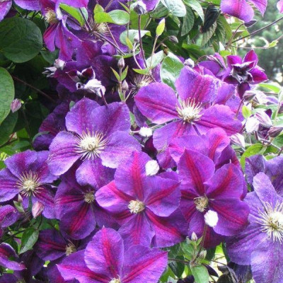 Clematis "Star of India"