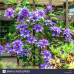 Clematis "Multi Blue"
