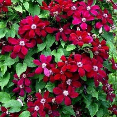 Clematis "Westerplatte" Clematis "Westerplatte"
