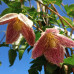 Clematis cirrhosa "Freckles"