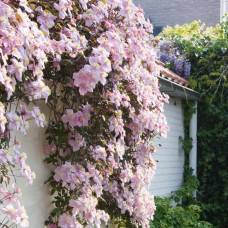 Clematis "Mayleen"