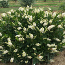 Clethra alnifolia 