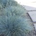 Festuca glauca