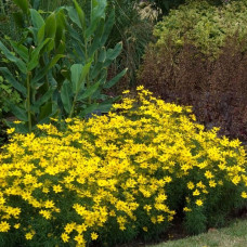 Coreopsis "Zagreb"