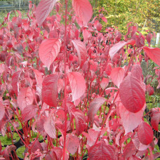 CORNUS ALBA SIBIRIKA