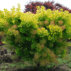 Cotinus "Golden Spirit"