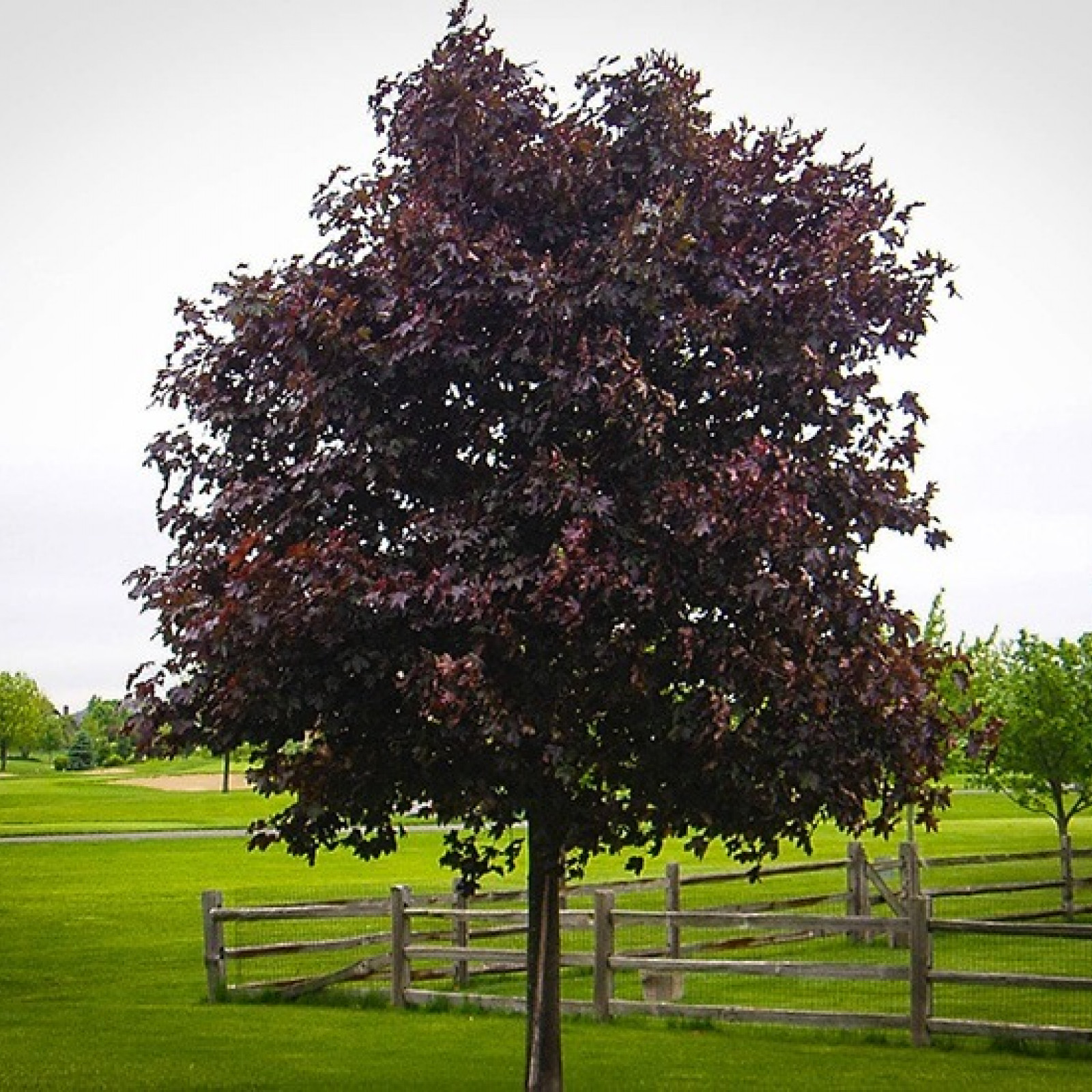 ACER PLAT CRIMSON KING JAVOR CRVENIH LISTOVA Rasadnik Jelena 