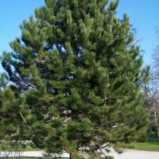 Crni bor - Pinus nigra