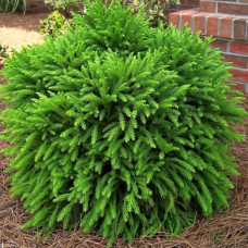 Cryptomeria japonica "Little Diamond"