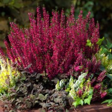 Erica carnea