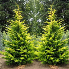 Cupressocyparis leylandii  "Gold Rider"