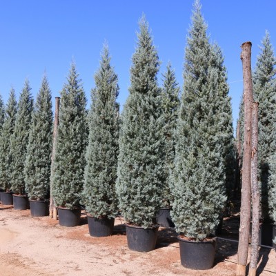 Cupressus arizonica fastigiata