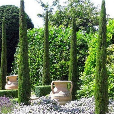 Cupressus sempervirens "Totem" Cupressus sempervirens "Totem"