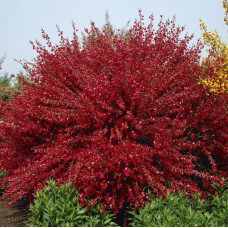 Cytisus  "Boskoop Ruby"