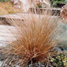 Carex buchananii