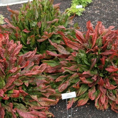 Rumex sanguineus