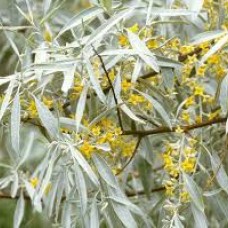 Eleagnus angustifolia  -Dafina