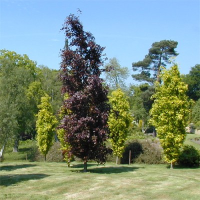 Populus deltoides 'Purple Tower' 