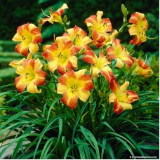 HEMEROCALLIS SPP.BONANZA