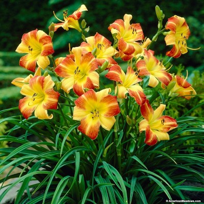 HEMEROCALLIS SPP.BONANZA