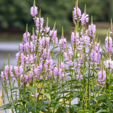 Physostegia virginiana "Rosea" Physostegia virginiana "Rosea"