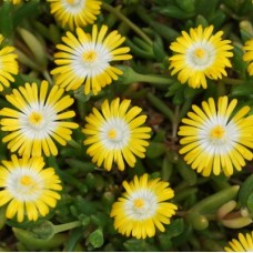 Delosperma " Jewel of Desert Peridot"