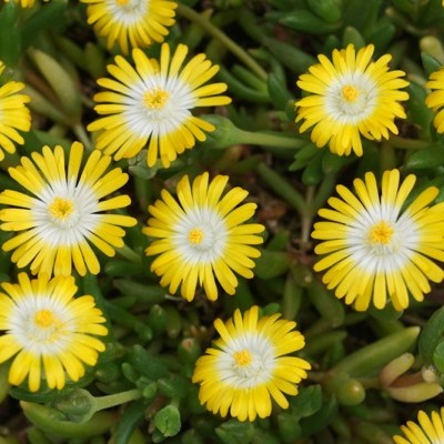 Delosperma " Jewel of Desert Peridot"