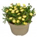Delosperma " Jewel of Desert Peridot"