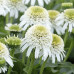 Echinacea double "White Delight"