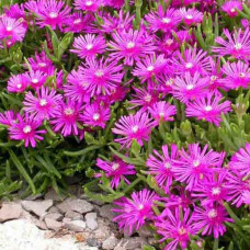 Delosperma roza