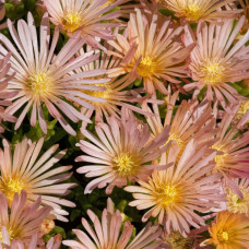 Delosperma "Apricot" Delosperma "Apricot"