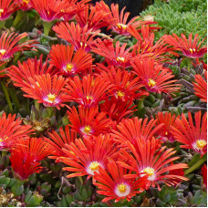 Delosperma red