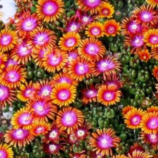 Delosperma "Fire Spiner"