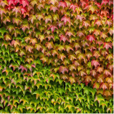 Parthenocissus Tricuspidata „Veitchii“