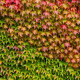 Parthenocissus Tricuspidata „Veitchii“