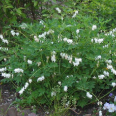 Dicentra spectabilis "Alba"